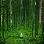 nature psychologie humaine Mindful River